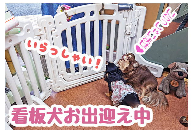 看板犬お出迎え