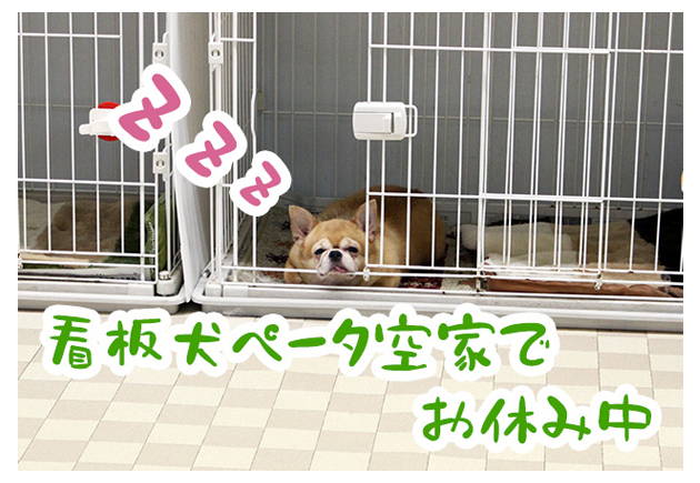 看板犬休憩中